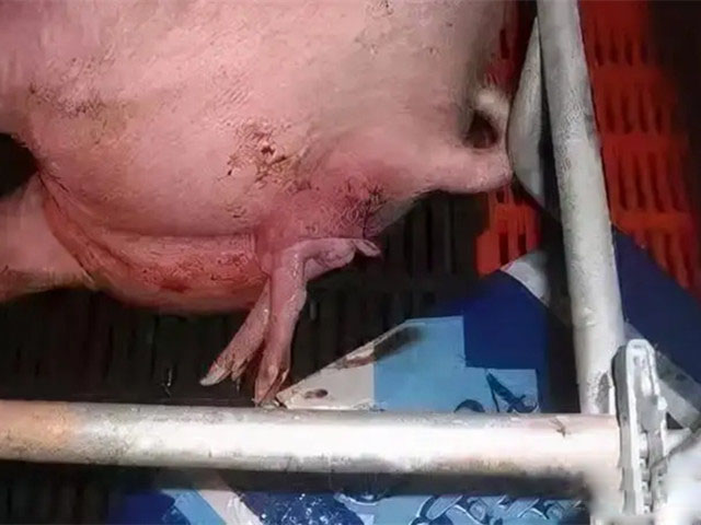 ĸ̹