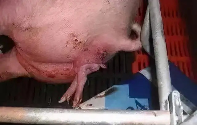 ĸ̹