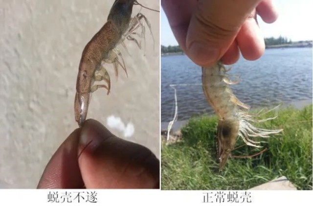 Ϻѿǲô
