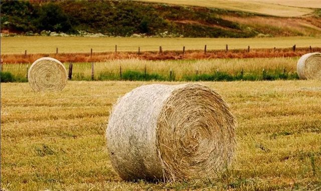 Ӽ