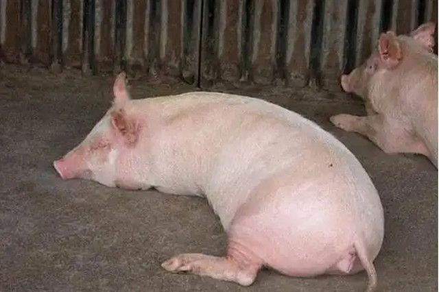 ĸʳ