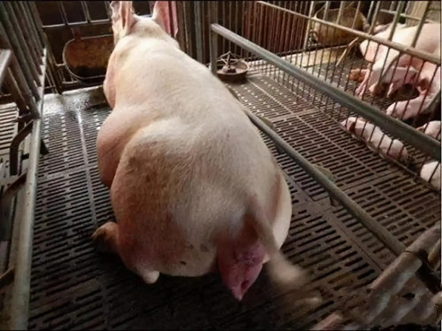 ĸ̹