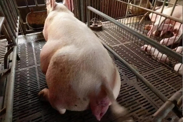 ĸ̹