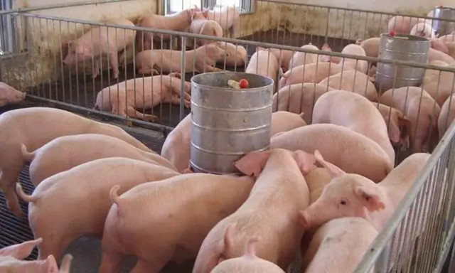 Ӽ