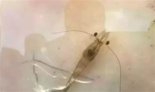 Ϻ